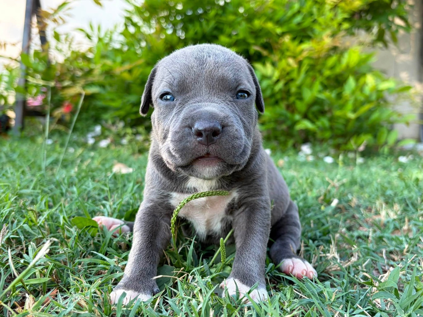 de la Taverne d'Ox - Chiots disponibles - American Staffordshire Terrier