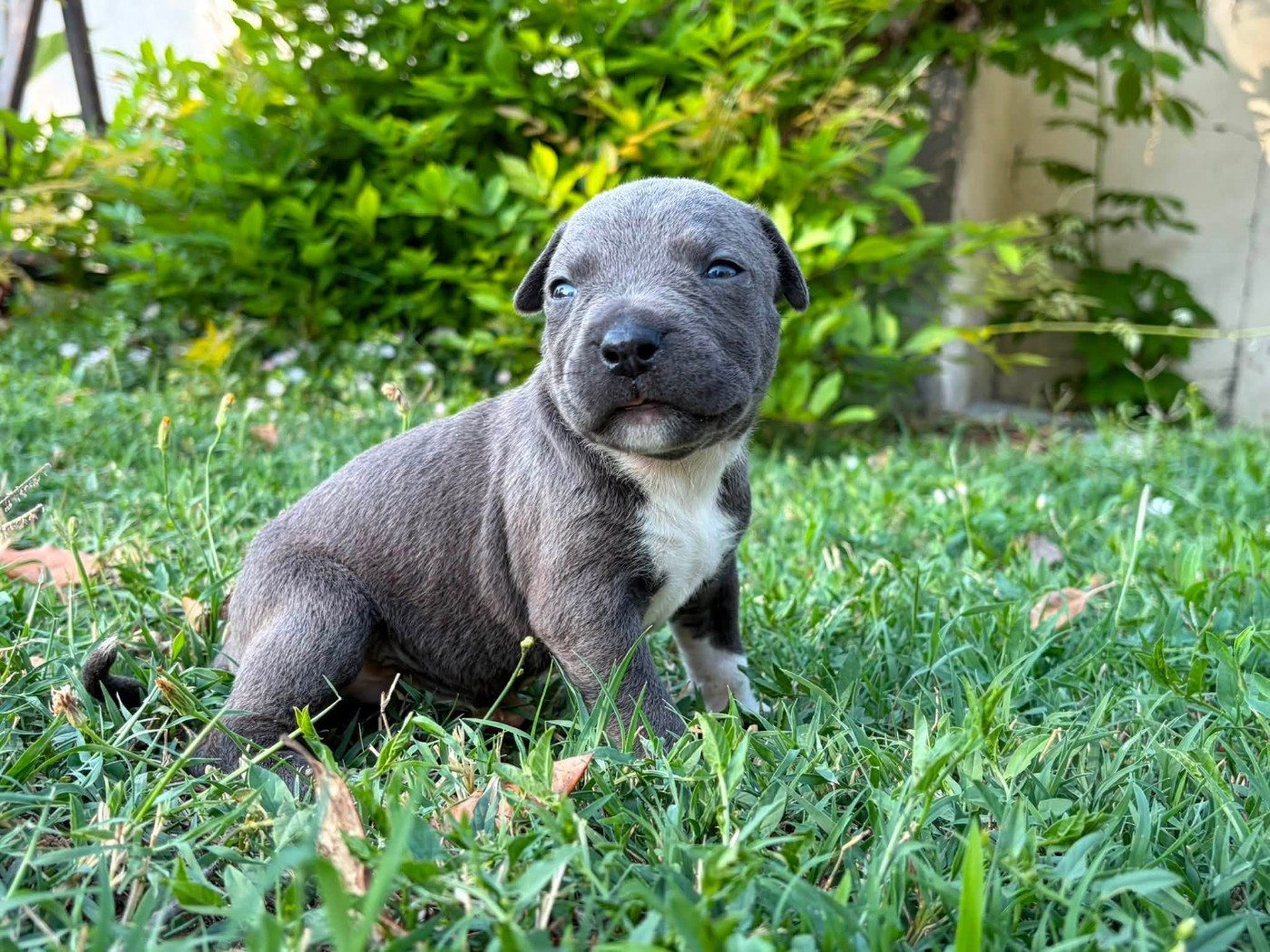 de la Taverne d'Ox - Chiots disponibles - American Staffordshire Terrier