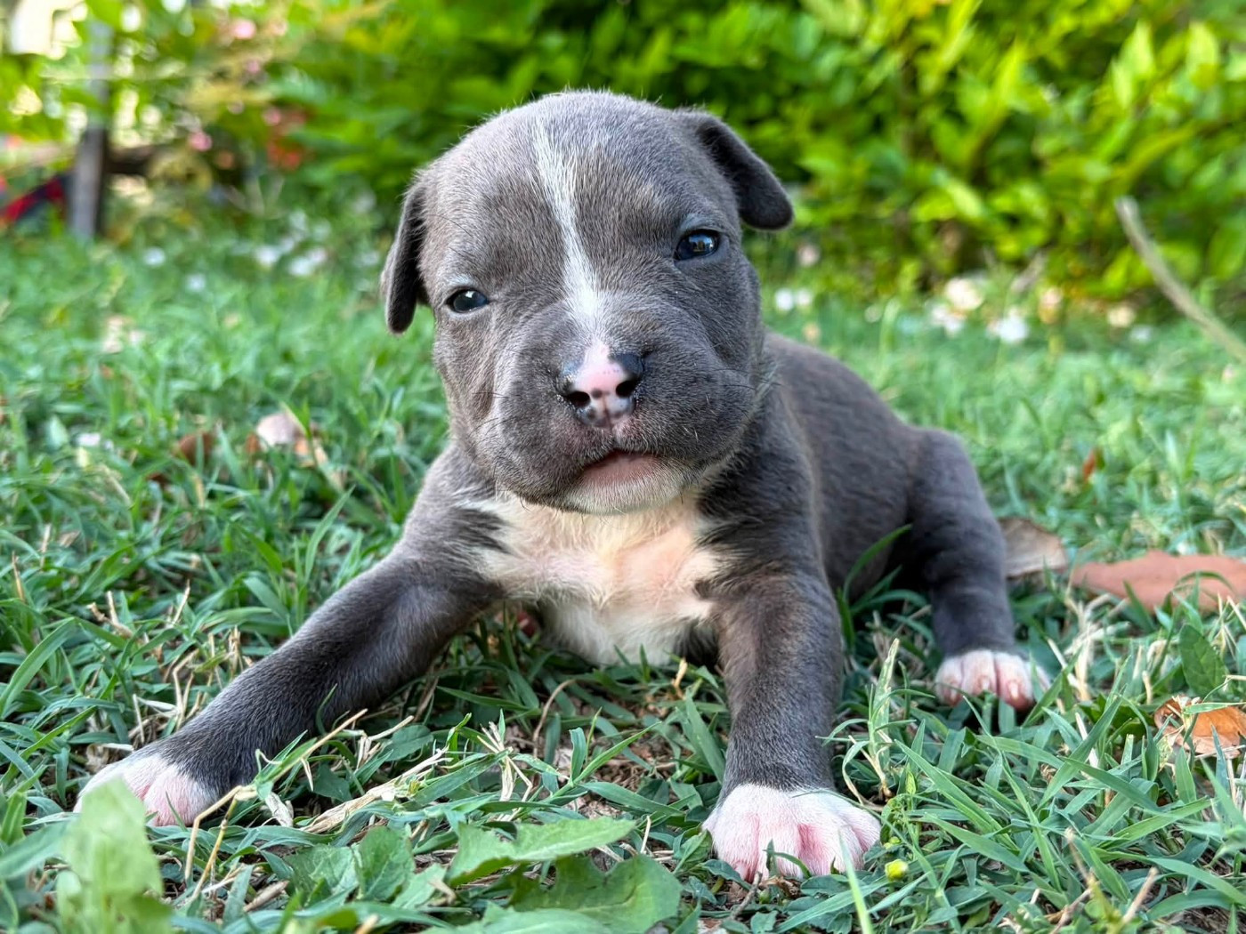 de la Taverne d'Ox - Chiots disponibles - American Staffordshire Terrier