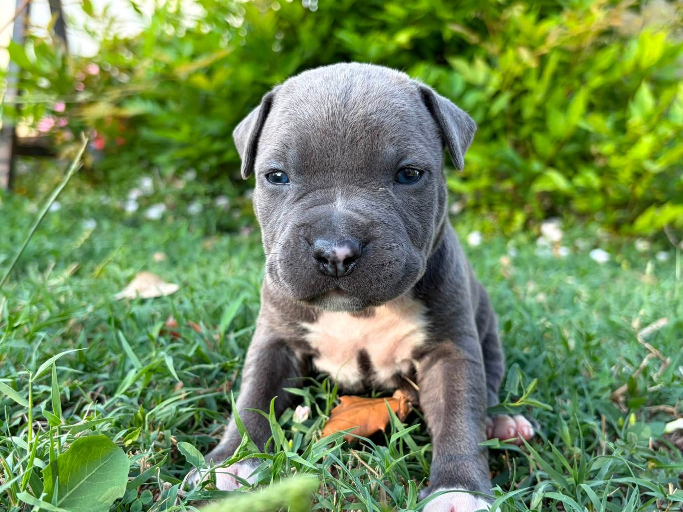 de la Taverne d'Ox - Chiots disponibles - American Staffordshire Terrier