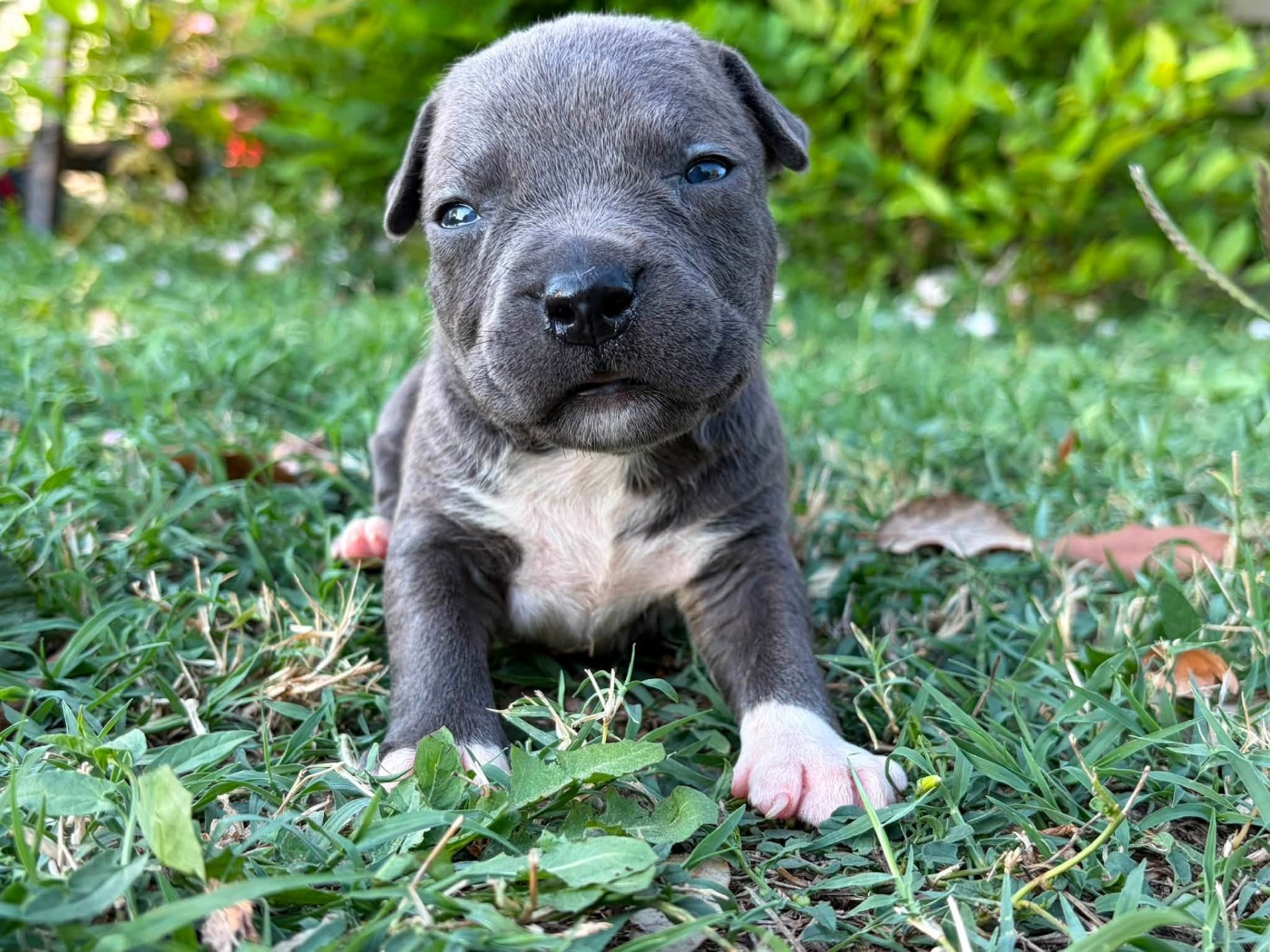 de la Taverne d'Ox - Chiots disponibles - American Staffordshire Terrier