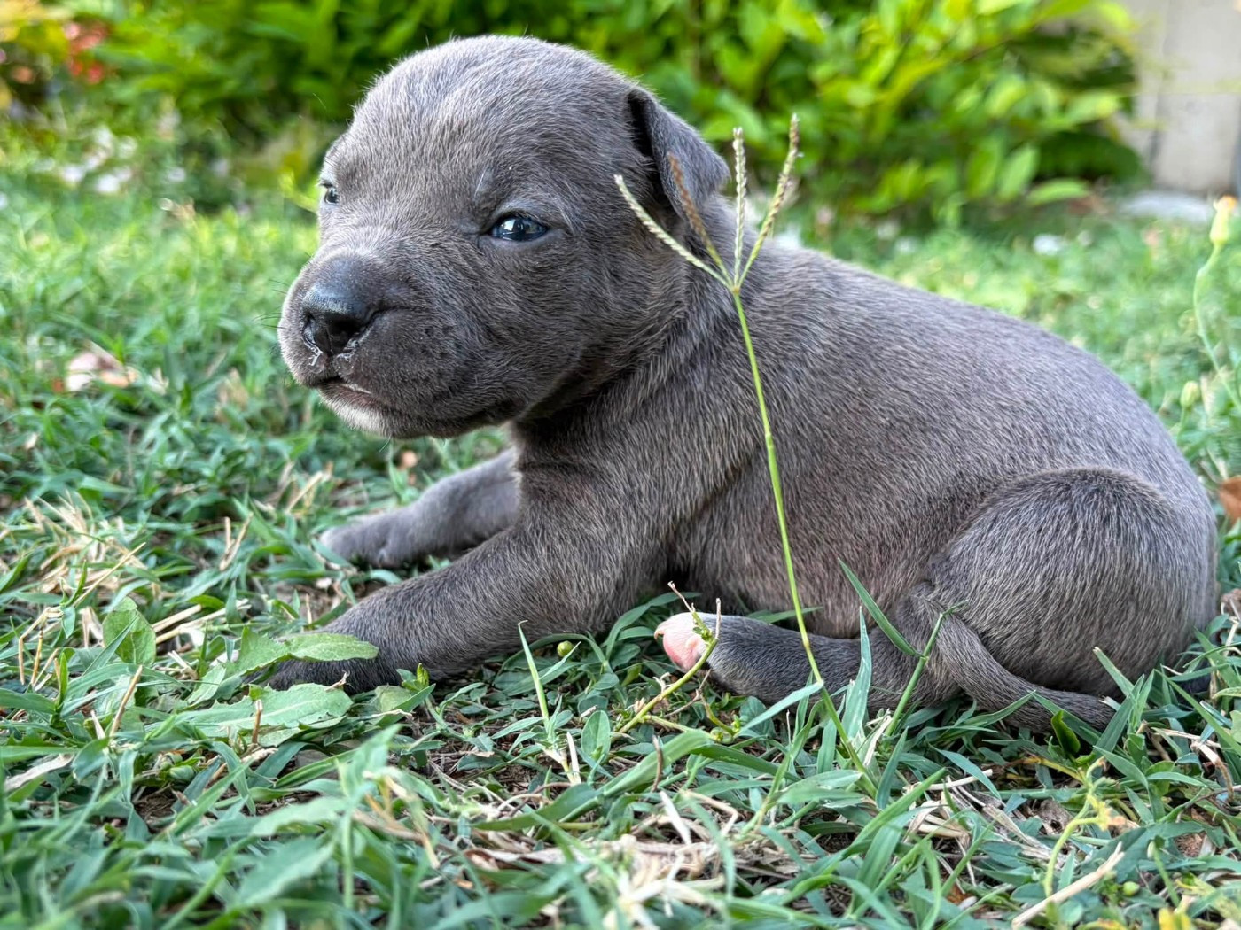 de la Taverne d'Ox - Chiots disponibles - American Staffordshire Terrier