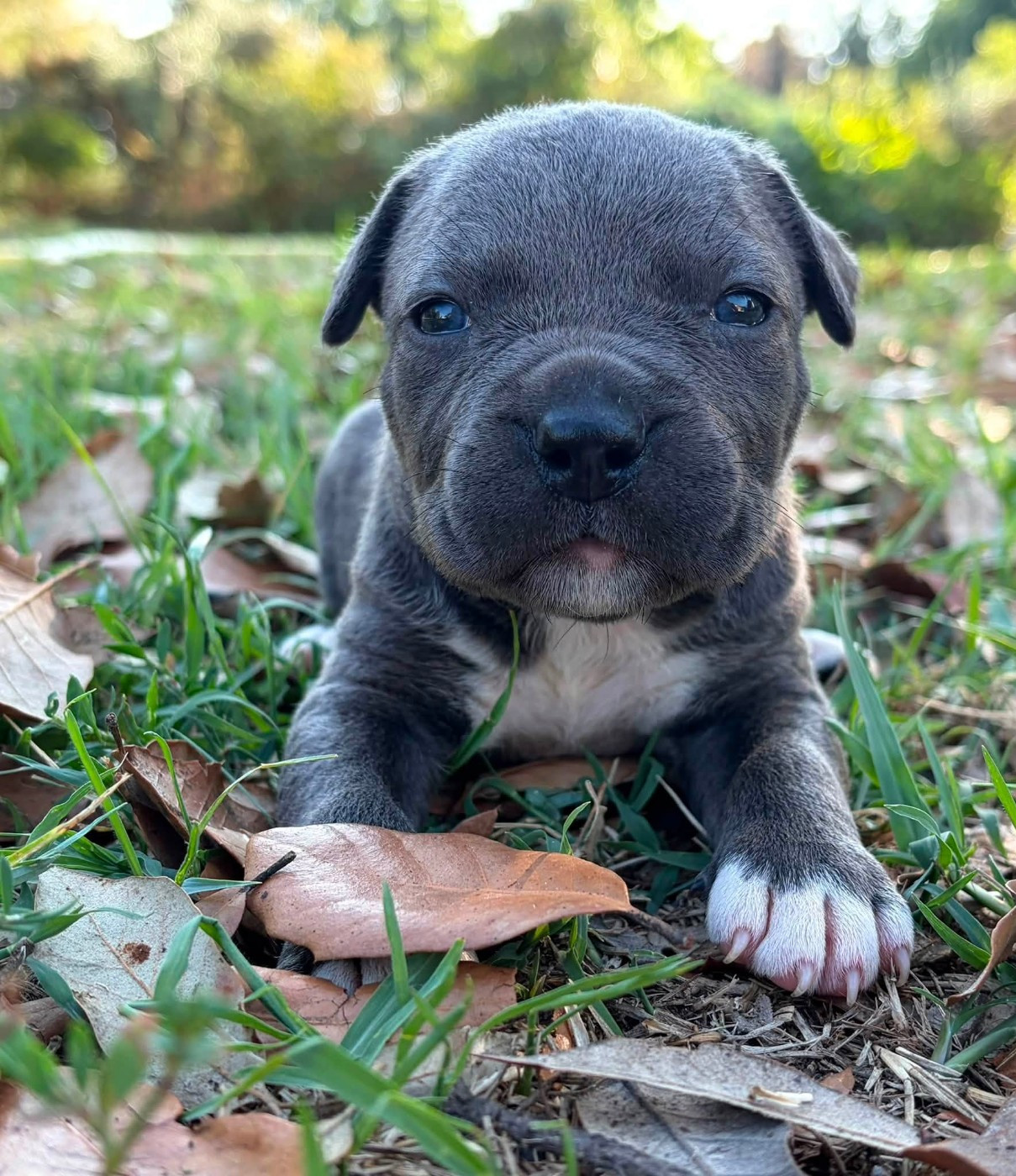 de la Taverne d'Ox - Chiots disponibles - American Staffordshire Terrier