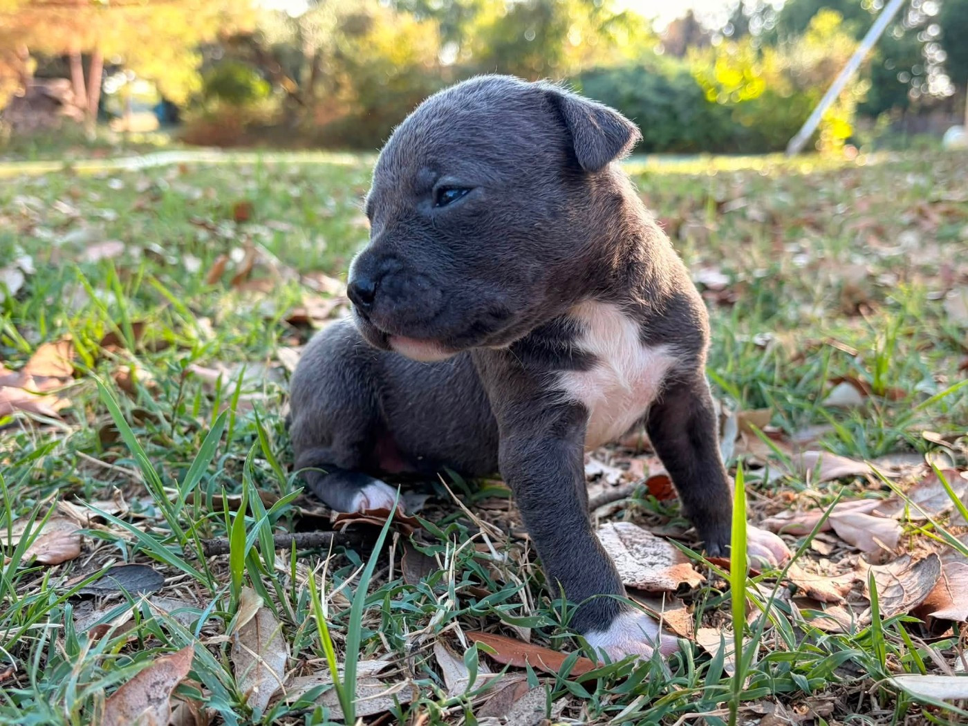 de la Taverne d'Ox - Chiots disponibles - American Staffordshire Terrier