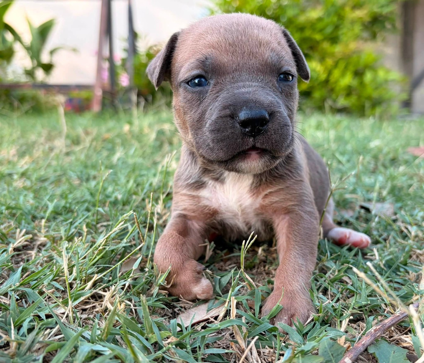de la Taverne d'Ox - Chiots disponibles - American Staffordshire Terrier