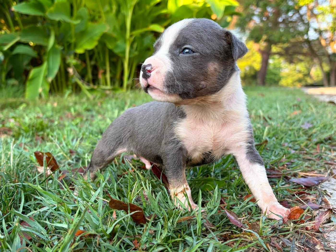 de la Taverne d'Ox - Chiots disponibles - American Staffordshire Terrier