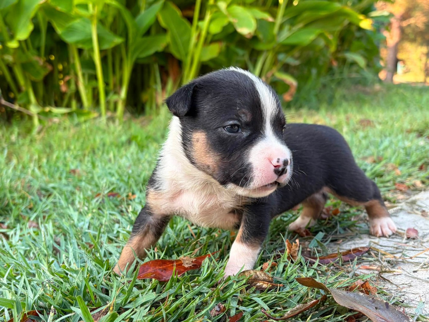 de la Taverne d'Ox - Chiots disponibles - American Staffordshire Terrier