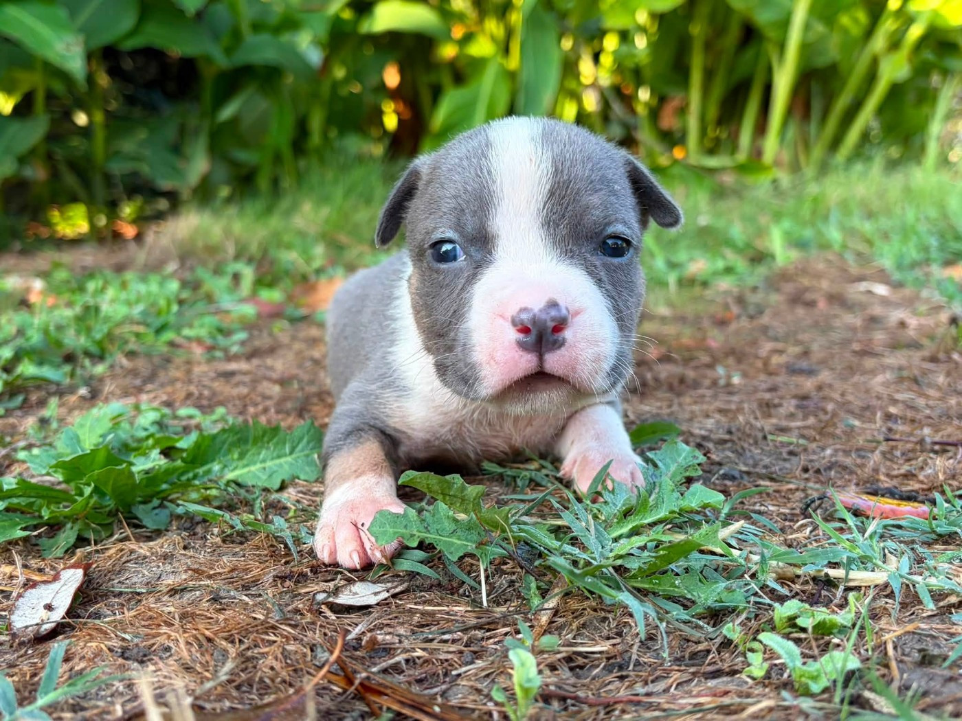 de la Taverne d'Ox - Chiots disponibles - American Staffordshire Terrier