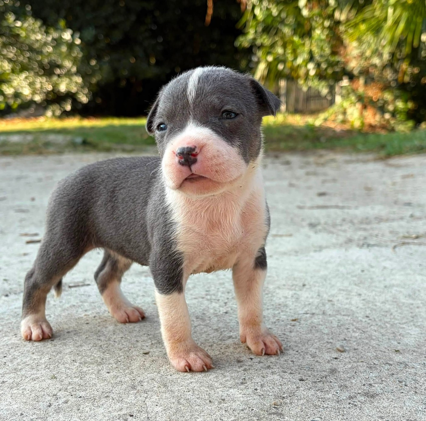 de la Taverne d'Ox - Chiots disponibles - American Staffordshire Terrier