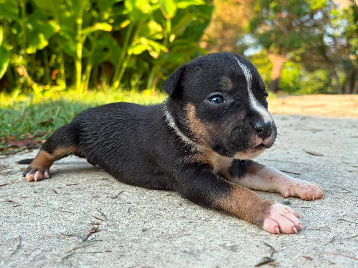 de la Taverne d'Ox - Chiots disponibles - American Staffordshire Terrier