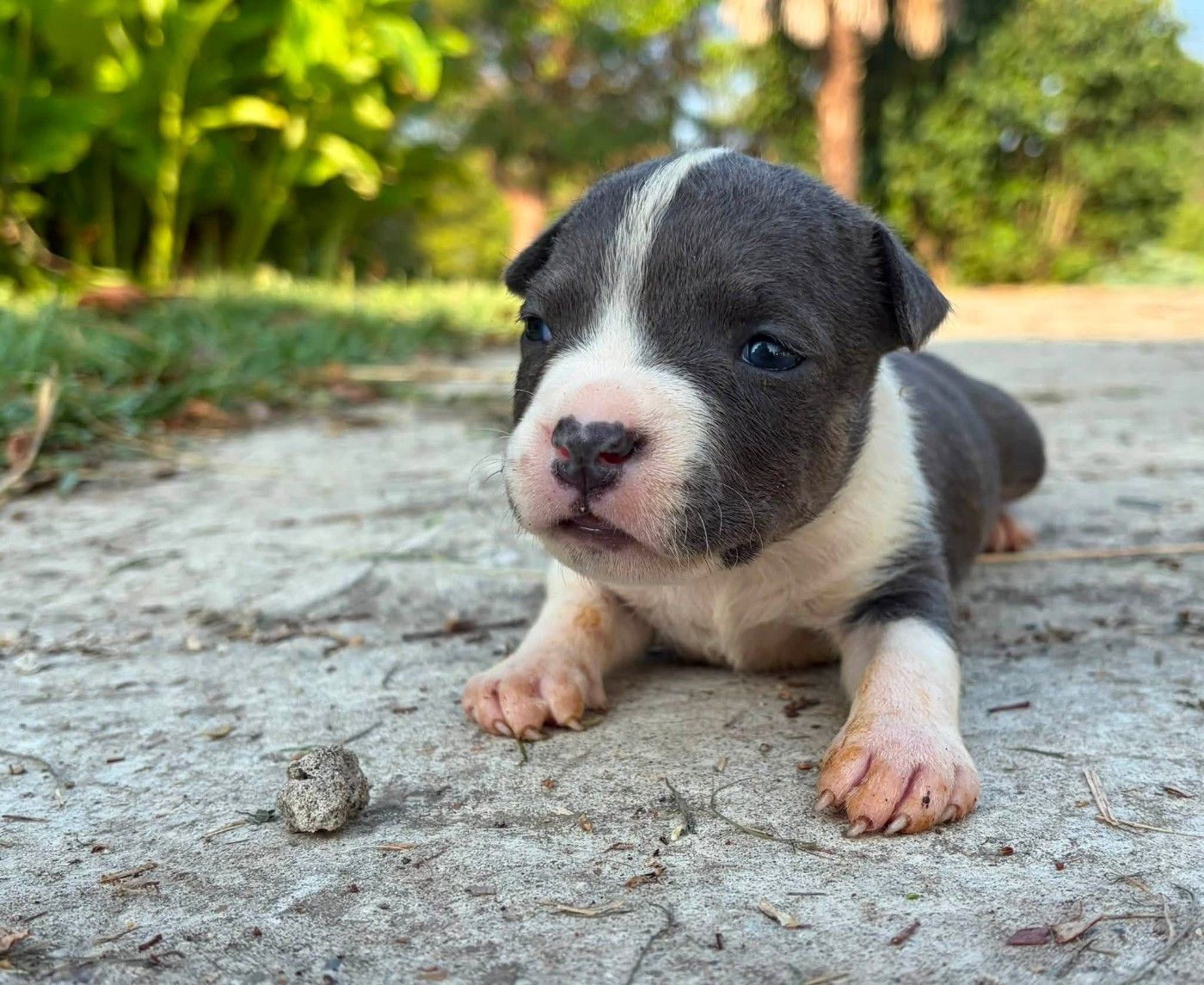de la Taverne d'Ox - Chiots disponibles - American Staffordshire Terrier