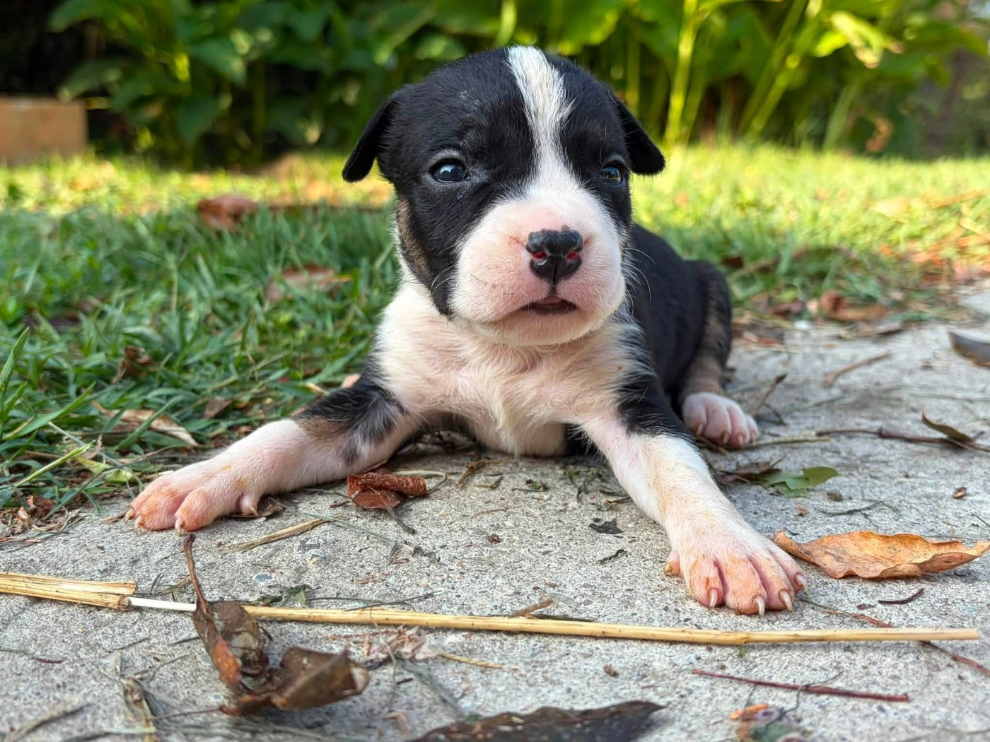 de la Taverne d'Ox - Chiots disponibles - American Staffordshire Terrier