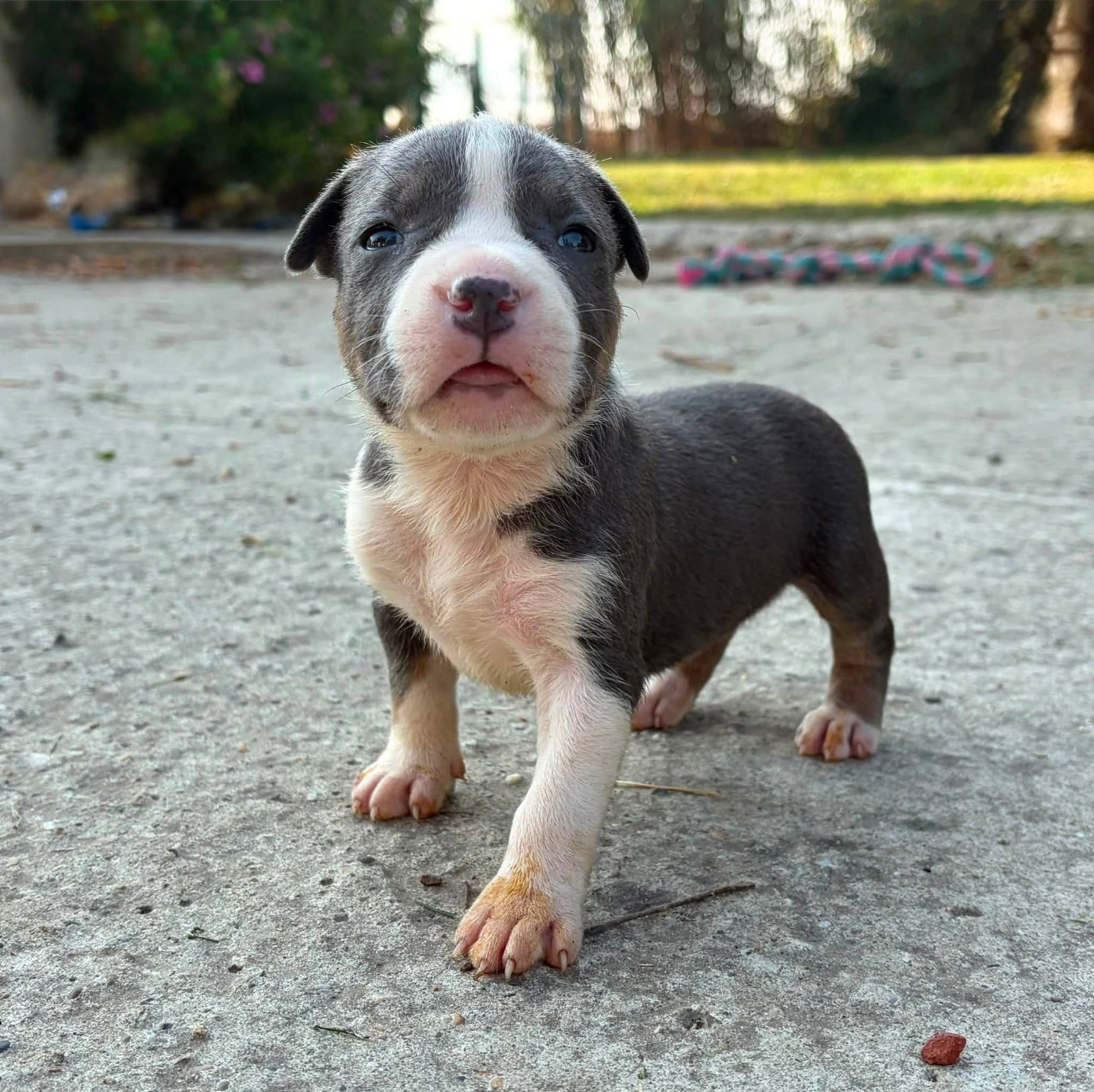 de la Taverne d'Ox - Chiots disponibles - American Staffordshire Terrier