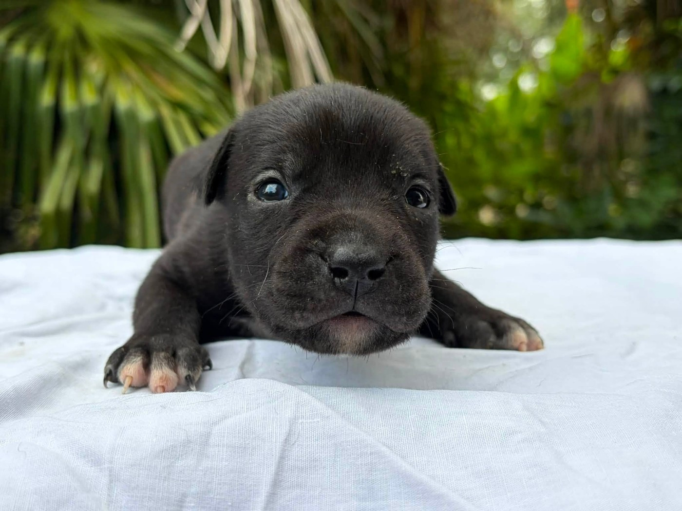 de la Taverne d'Ox - Chiots disponibles - American Staffordshire Terrier
