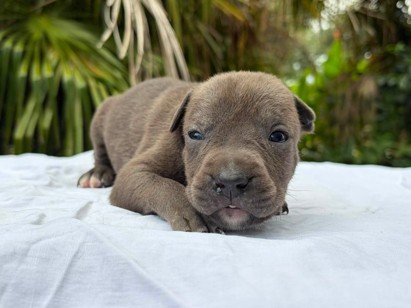 de la Taverne d'Ox - Chiots disponibles - American Staffordshire Terrier