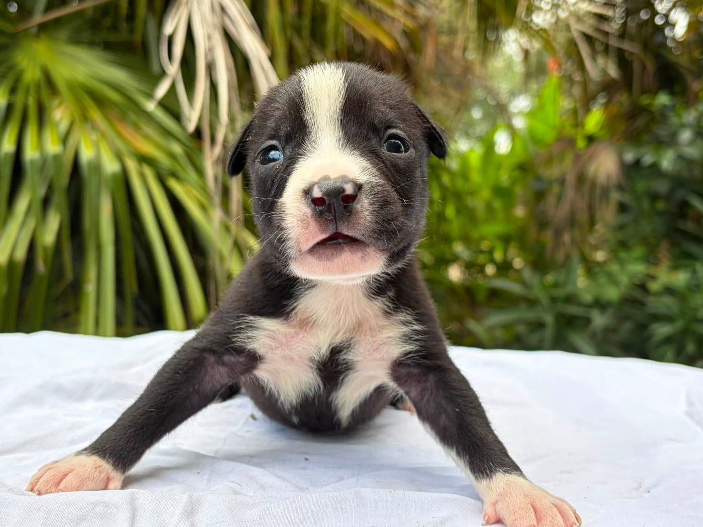 de la Taverne d'Ox - Chiots disponibles - American Staffordshire Terrier