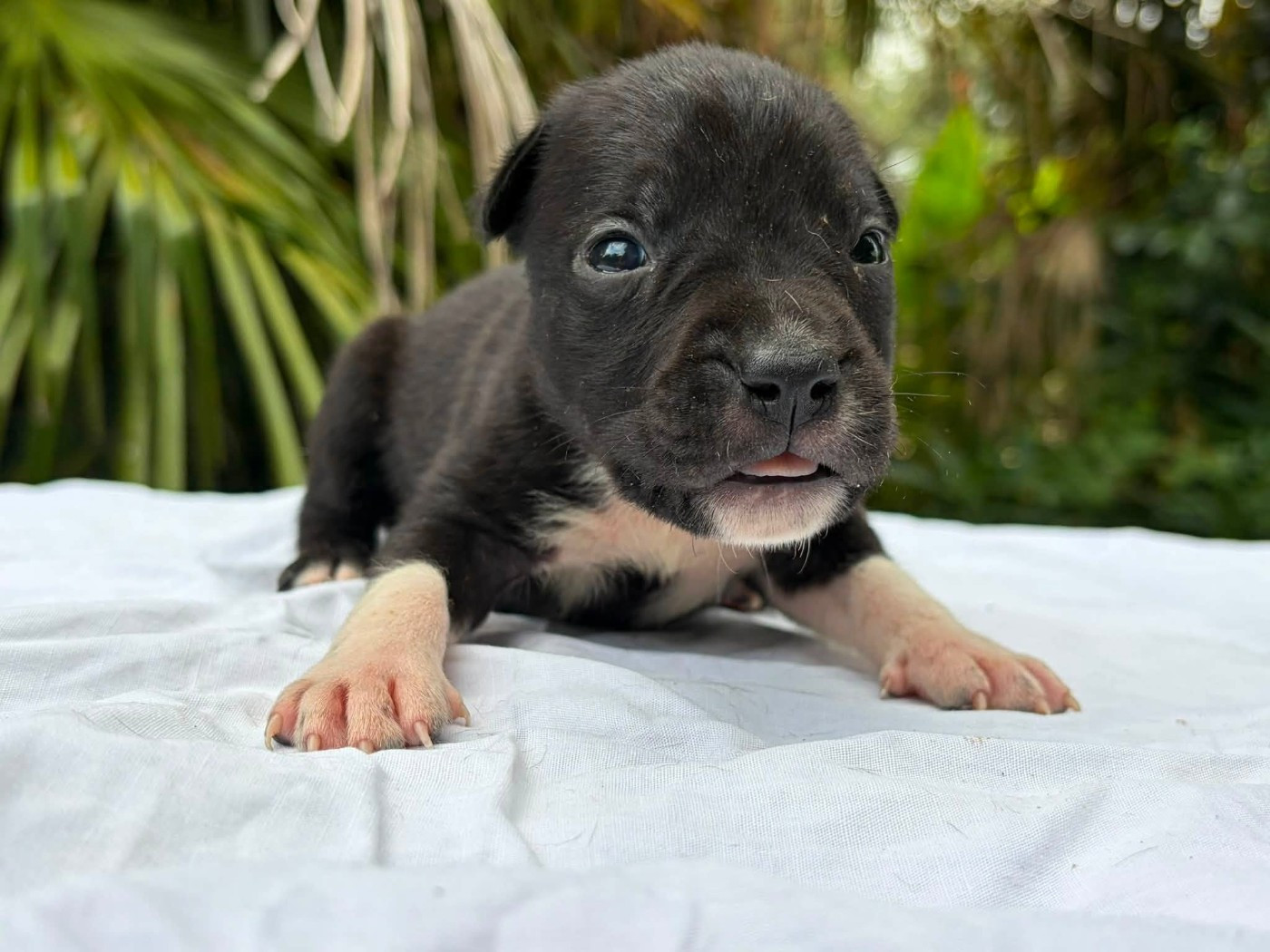 de la Taverne d'Ox - Chiots disponibles - American Staffordshire Terrier