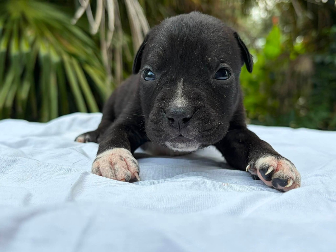 de la Taverne d'Ox - Chiots disponibles - American Staffordshire Terrier