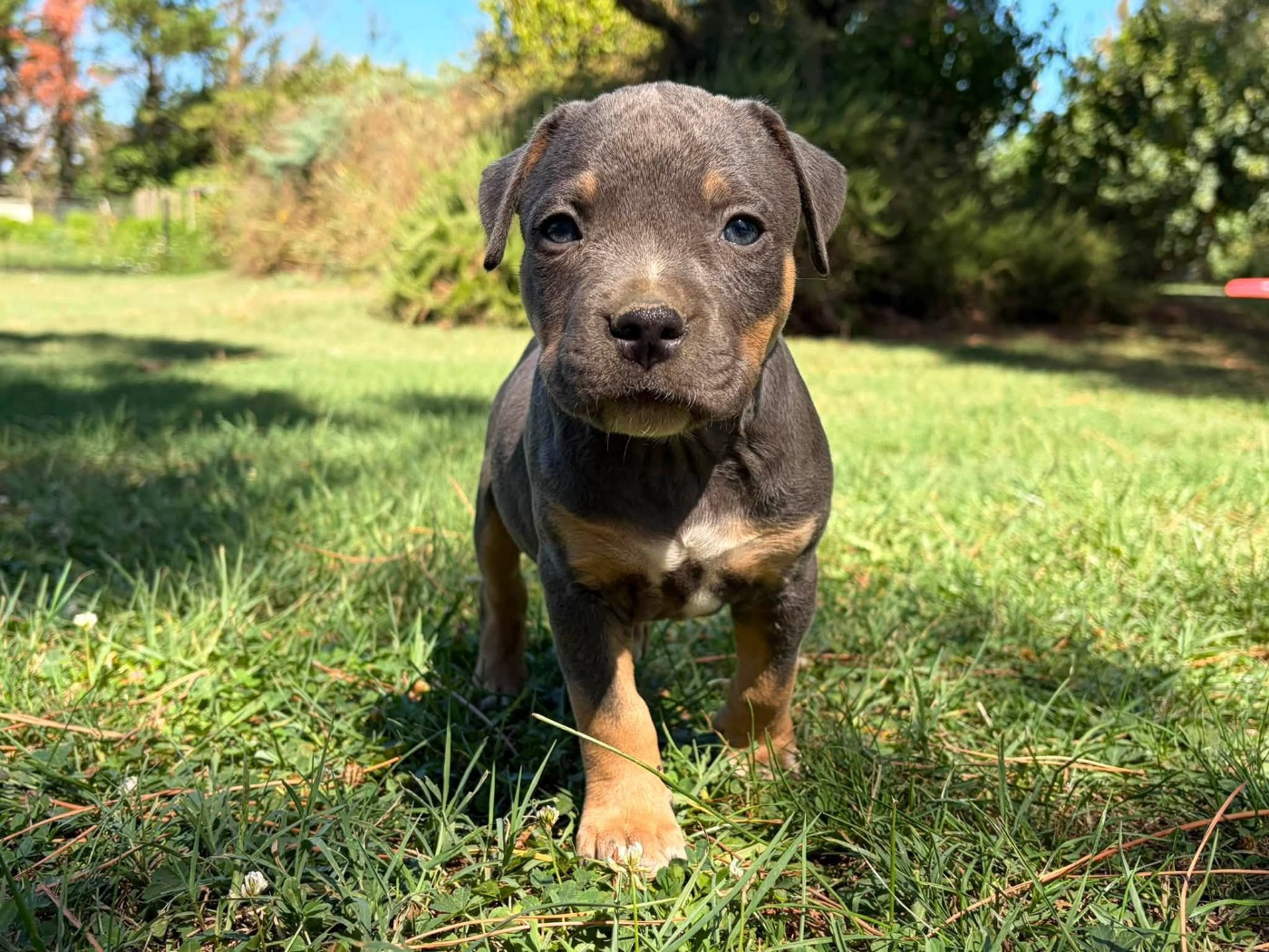 de la Taverne d'Ox - Chiots disponibles - American Staffordshire Terrier