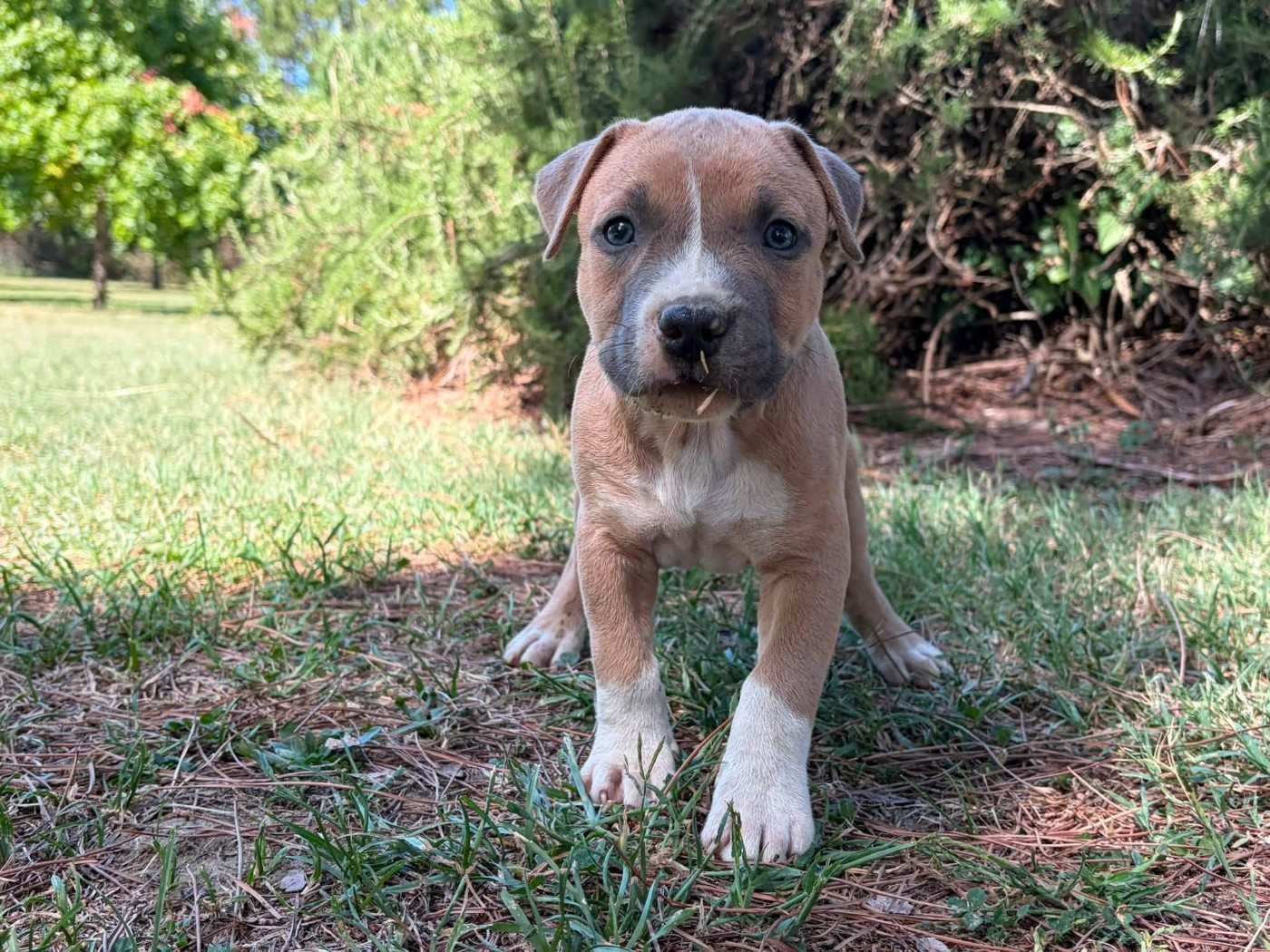 de la Taverne d'Ox - Chiots disponibles - American Staffordshire Terrier