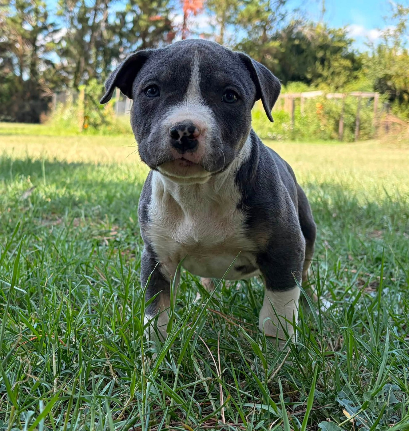 de la Taverne d'Ox - Chiots disponibles - American Staffordshire Terrier