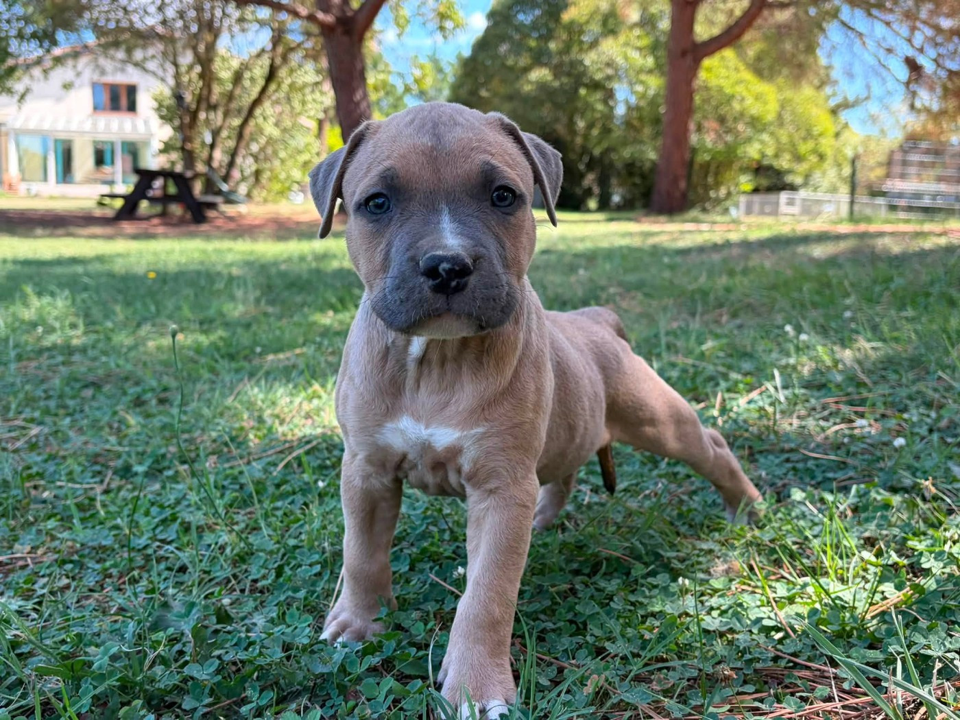 de la Taverne d'Ox - Chiots disponibles - American Staffordshire Terrier