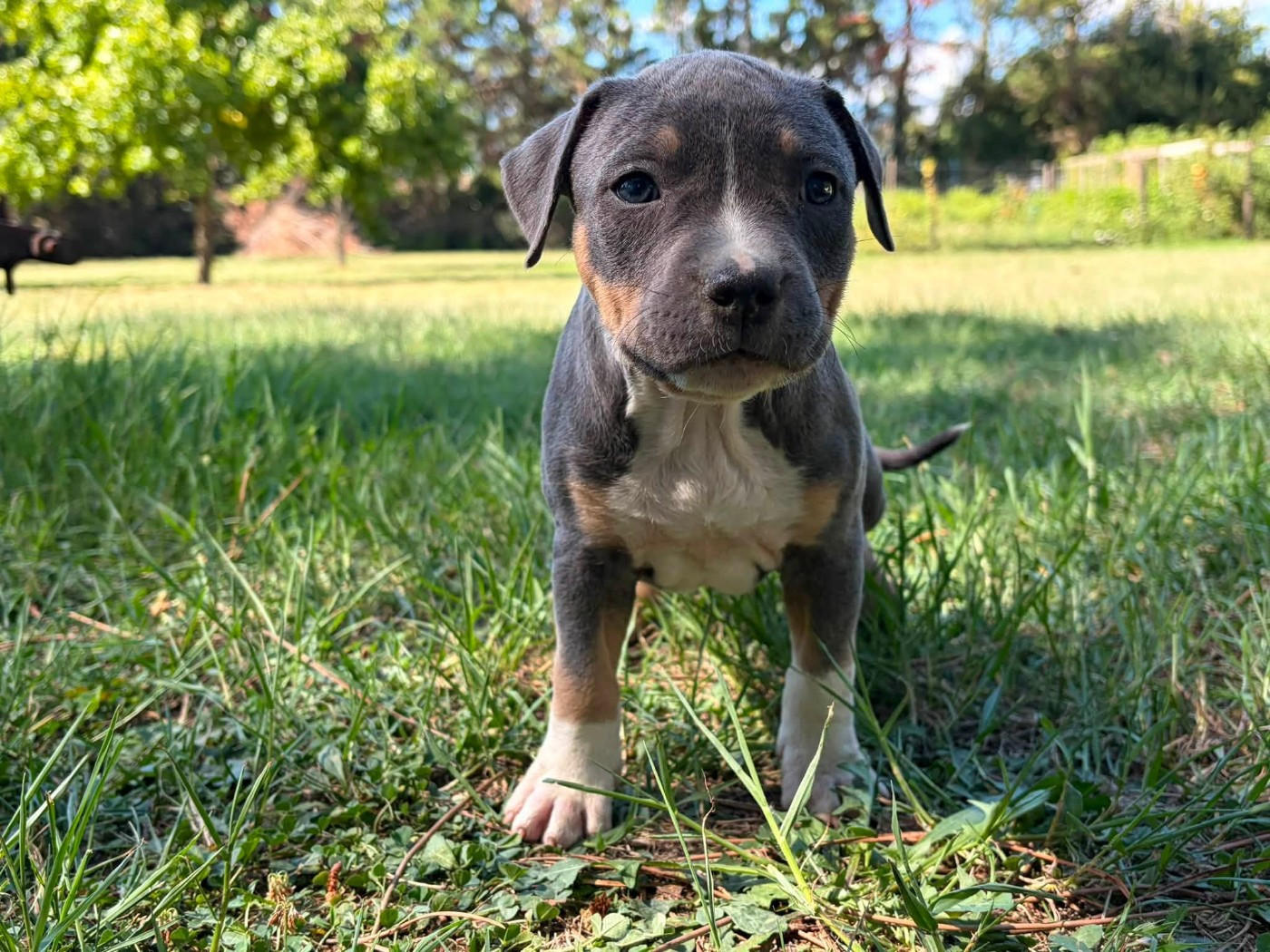 de la Taverne d'Ox - Chiots disponibles - American Staffordshire Terrier