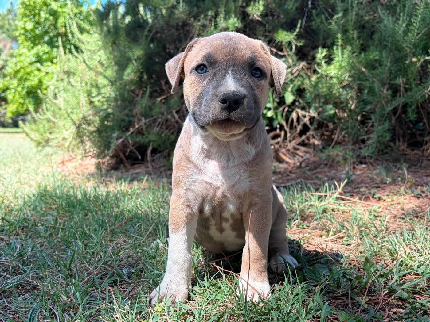 de la Taverne d'Ox - Chiots disponibles - American Staffordshire Terrier