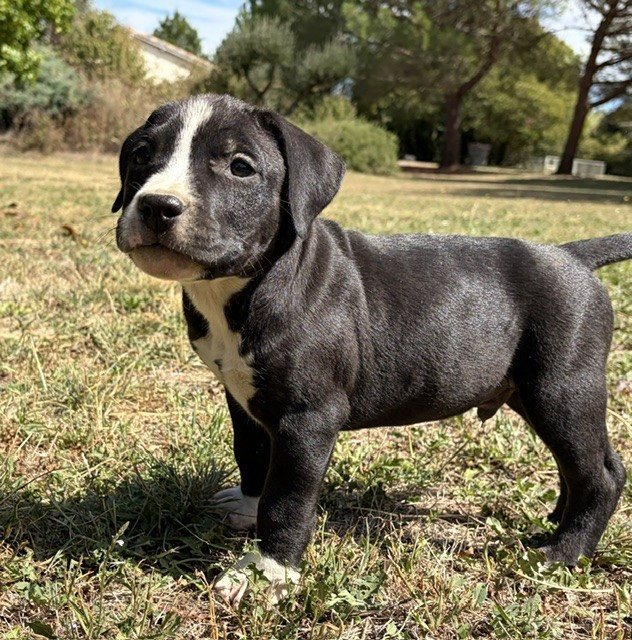 de la Taverne d'Ox - Chiots disponibles - American Staffordshire Terrier