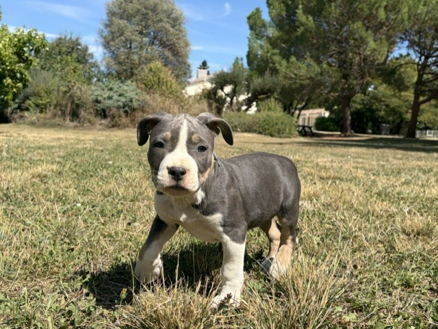 de la Taverne d'Ox - Chiots disponibles - American Staffordshire Terrier