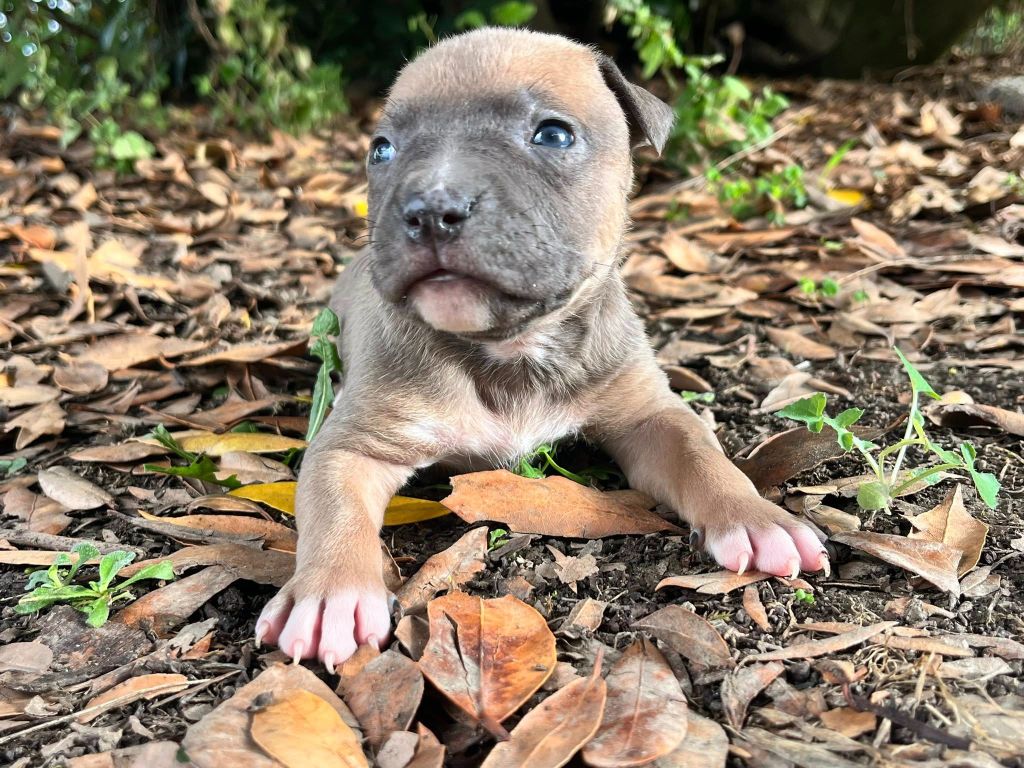 de la Taverne d'Ox - Chiots disponibles - American Staffordshire Terrier