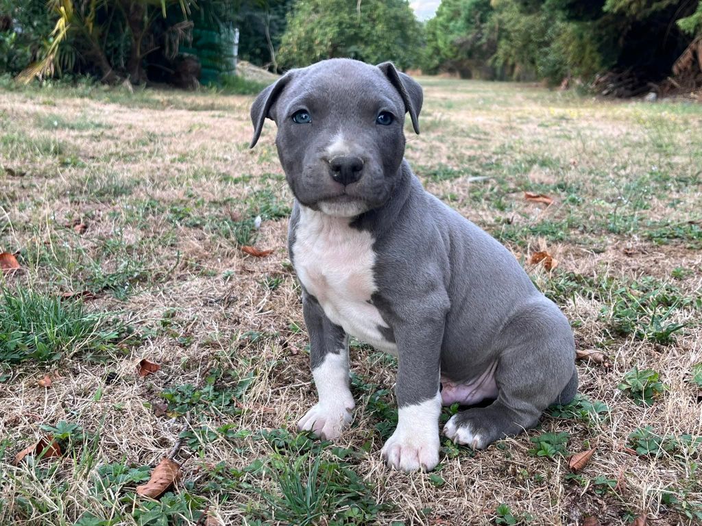de la Taverne d'Ox - American Staffordshire Terrier - Portée née le 15/07/2022