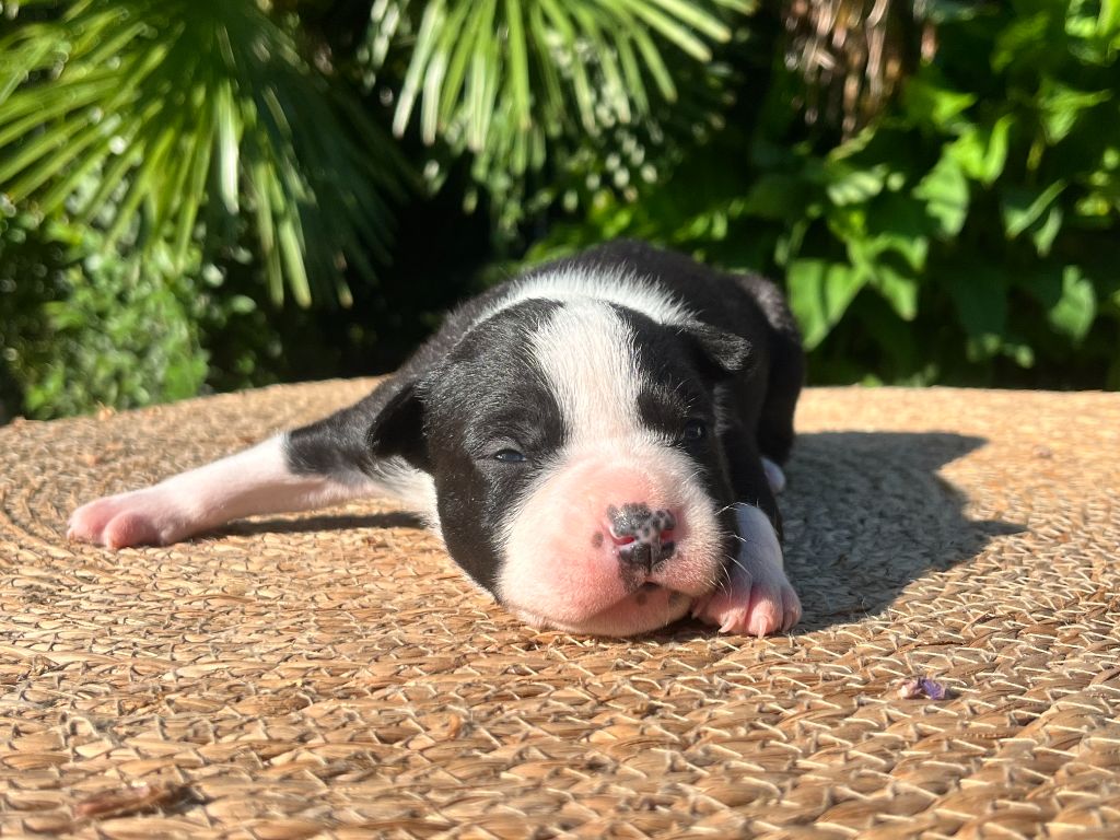 de la Taverne d'Ox - Chiots disponibles - American Staffordshire Terrier