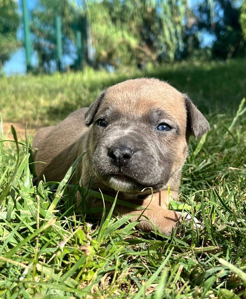 de la Taverne d'Ox - Chiots disponibles - American Staffordshire Terrier