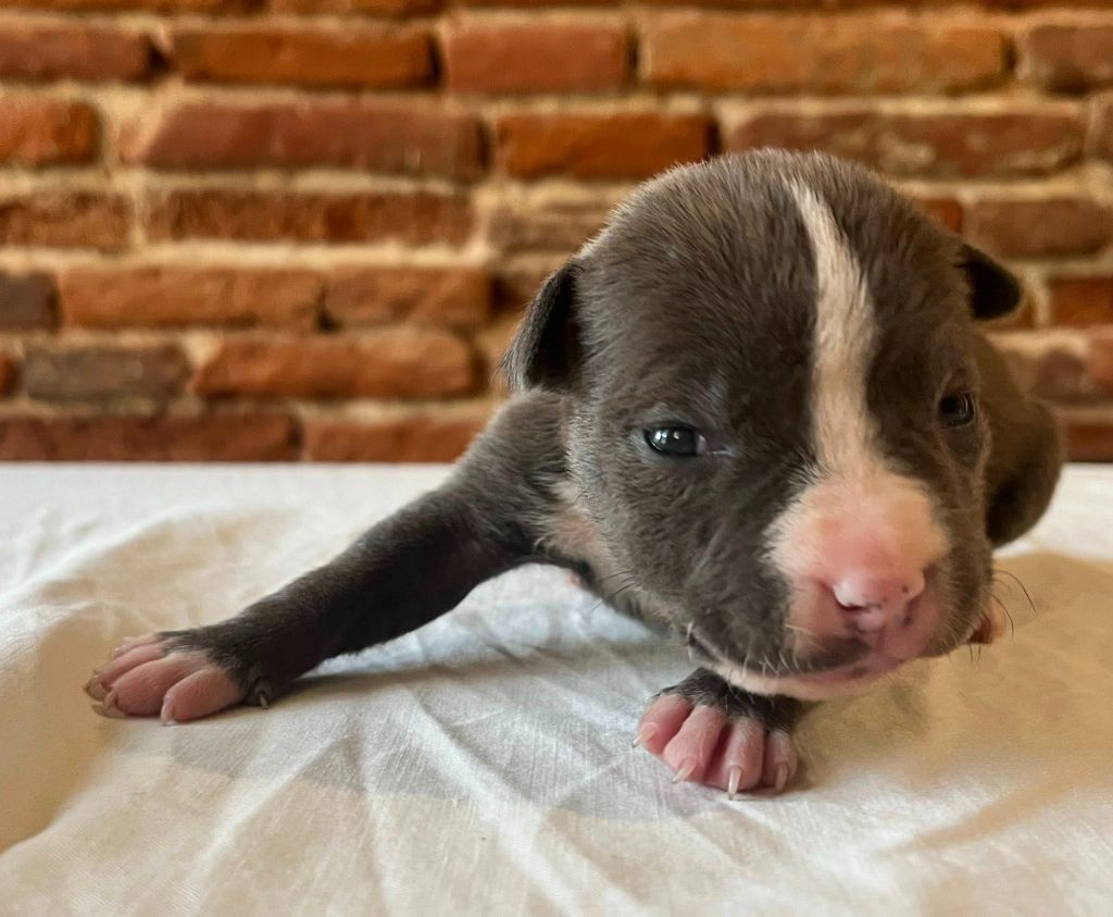 de la Taverne d'Ox - Chiots disponibles - American Staffordshire Terrier