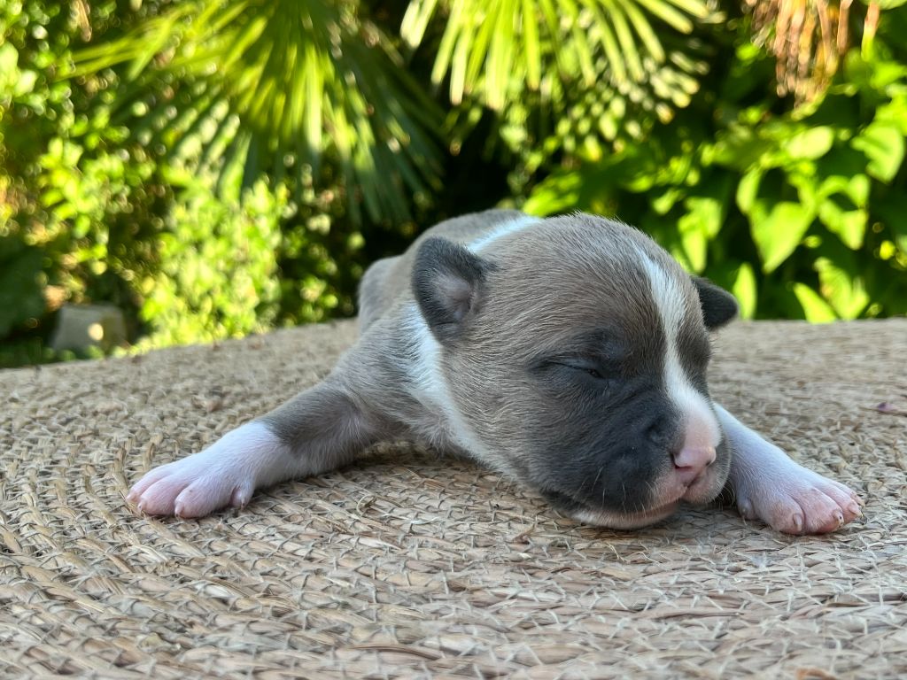 de la Taverne d'Ox - Chiots disponibles - American Staffordshire Terrier