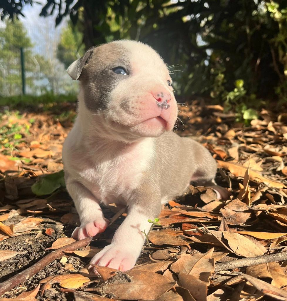 de la Taverne d'Ox - Chiots disponibles - American Staffordshire Terrier