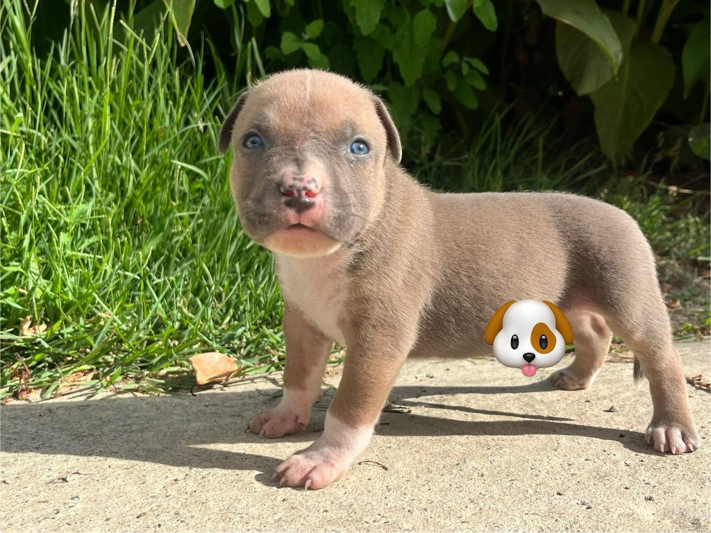 de la Taverne d'Ox - Chiots disponibles - American Staffordshire Terrier