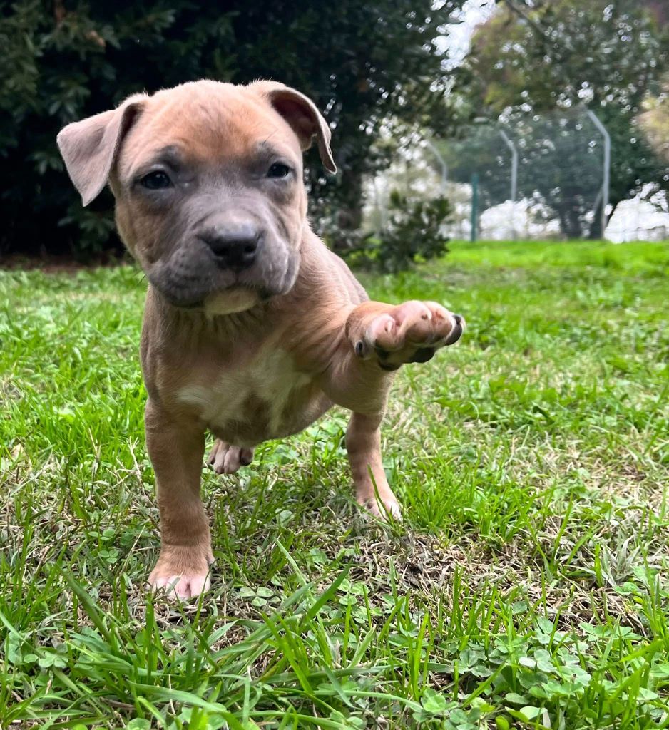 de la Taverne d'Ox - Chiots disponibles - American Staffordshire Terrier