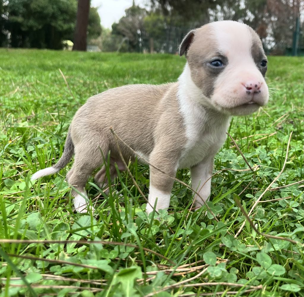 de la Taverne d'Ox - Chiots disponibles - American Staffordshire Terrier