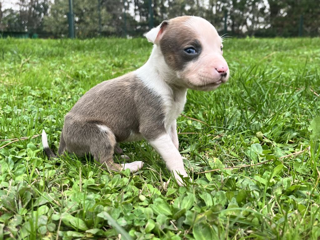 de la Taverne d'Ox - Chiots disponibles - American Staffordshire Terrier