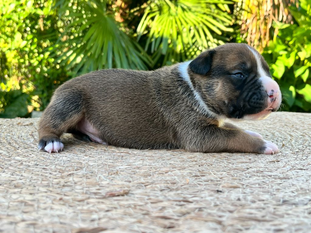 de la Taverne d'Ox - Chiots disponibles - American Staffordshire Terrier