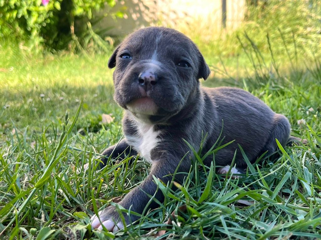 de la Taverne d'Ox - Chiots disponibles - American Staffordshire Terrier
