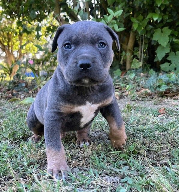 de la Taverne d'Ox - American Staffordshire Terrier - Portée née le 14/04/2025