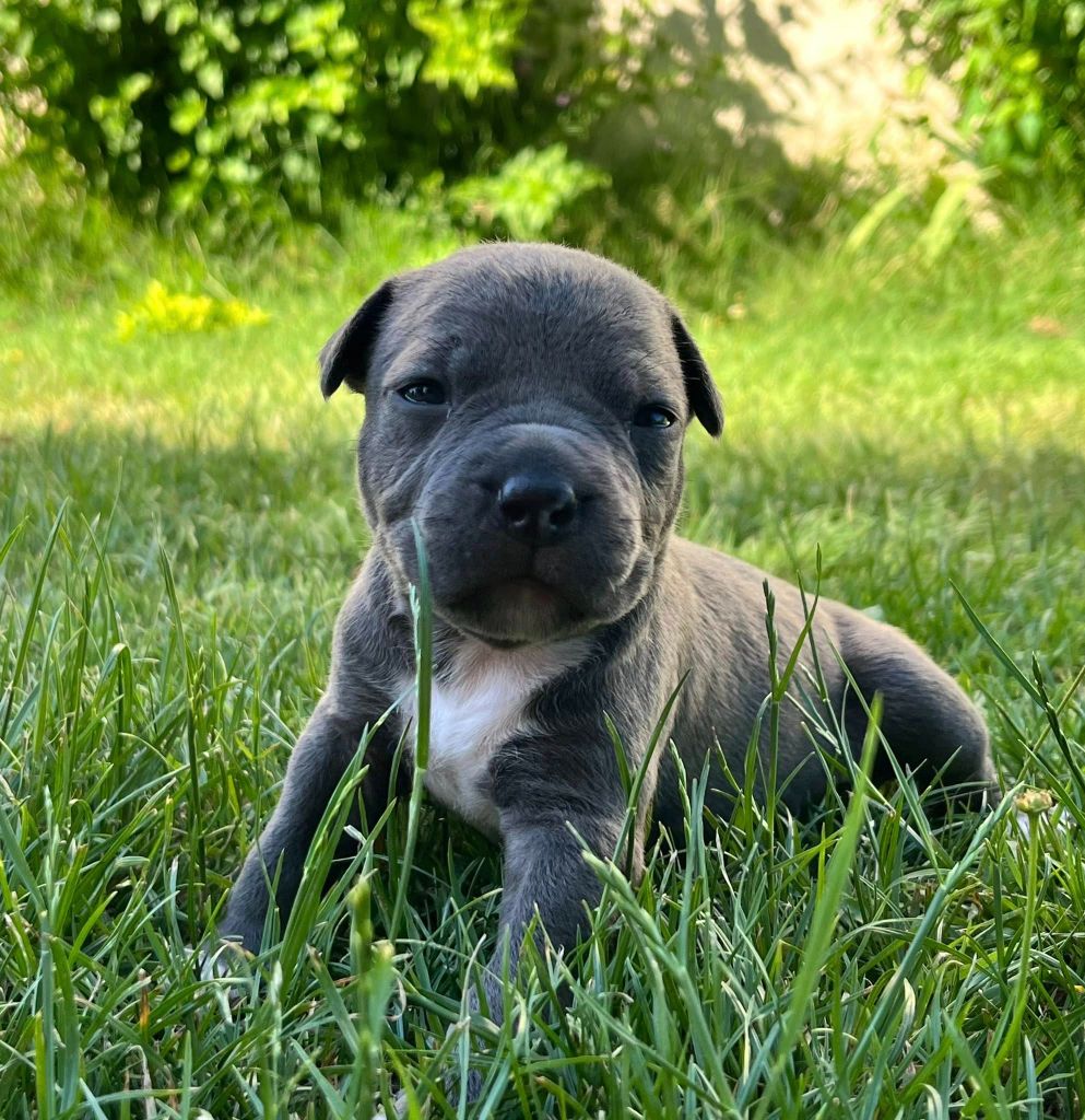 de la Taverne d'Ox - Chiots disponibles - American Staffordshire Terrier