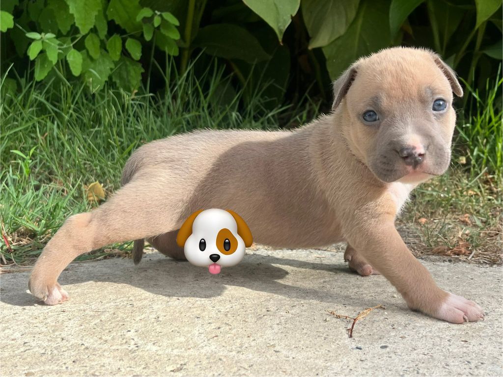 de la Taverne d'Ox - Chiots disponibles - American Staffordshire Terrier