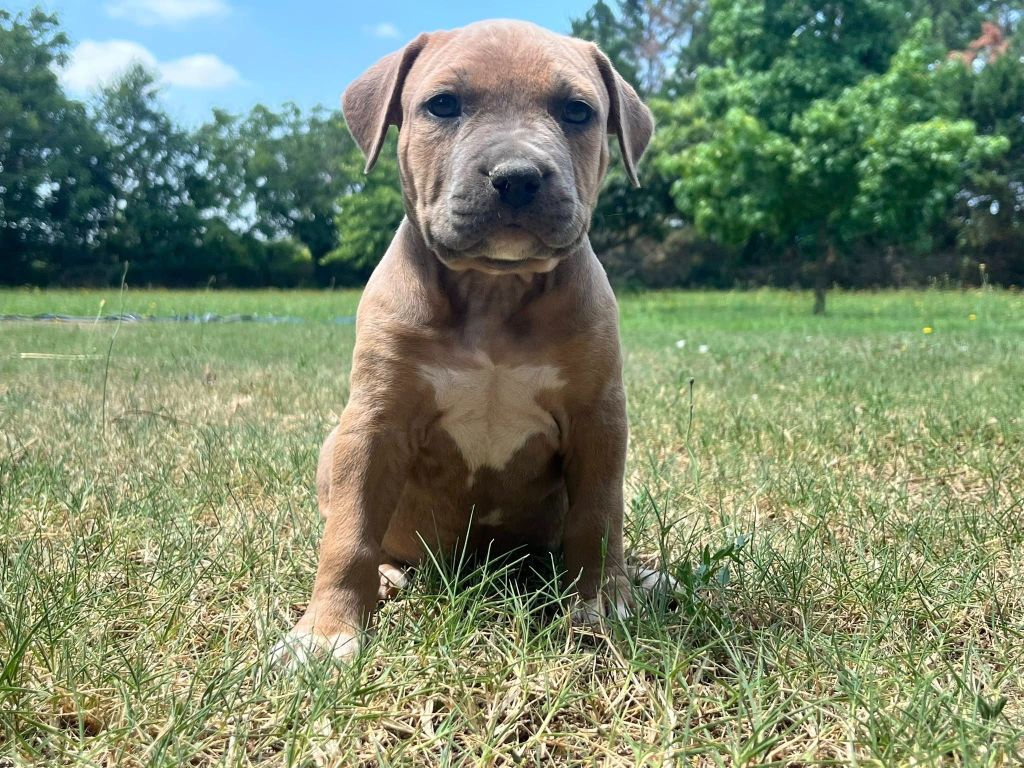de la Taverne d'Ox - Chiots disponibles - American Staffordshire Terrier