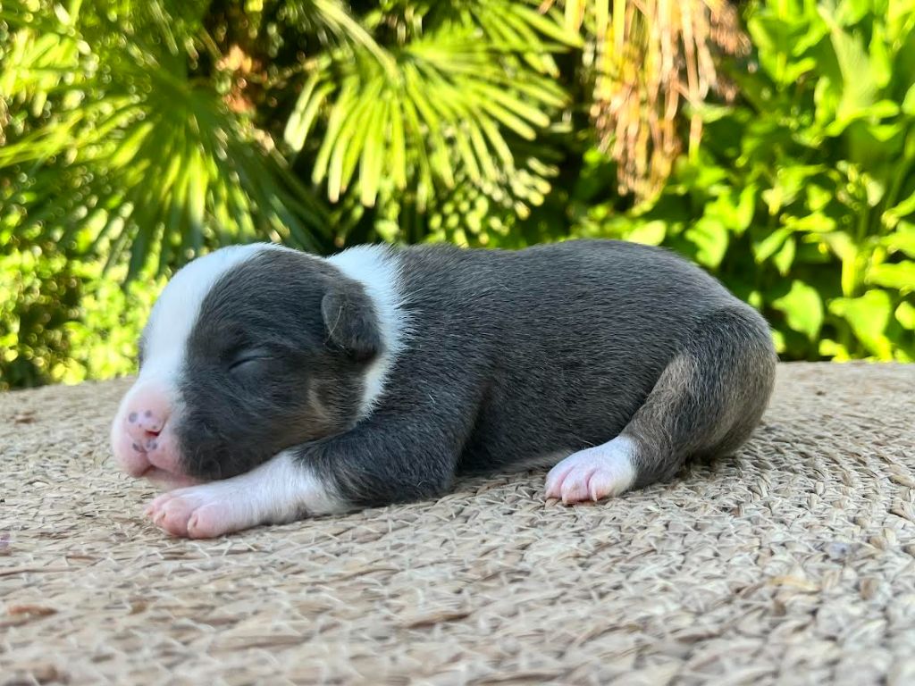 de la Taverne d'Ox - Chiots disponibles - American Staffordshire Terrier