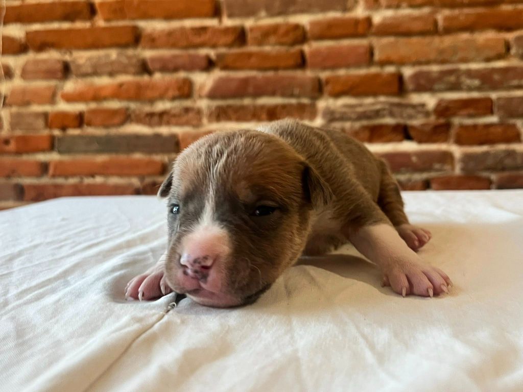 de la Taverne d'Ox - Chiots disponibles - American Staffordshire Terrier