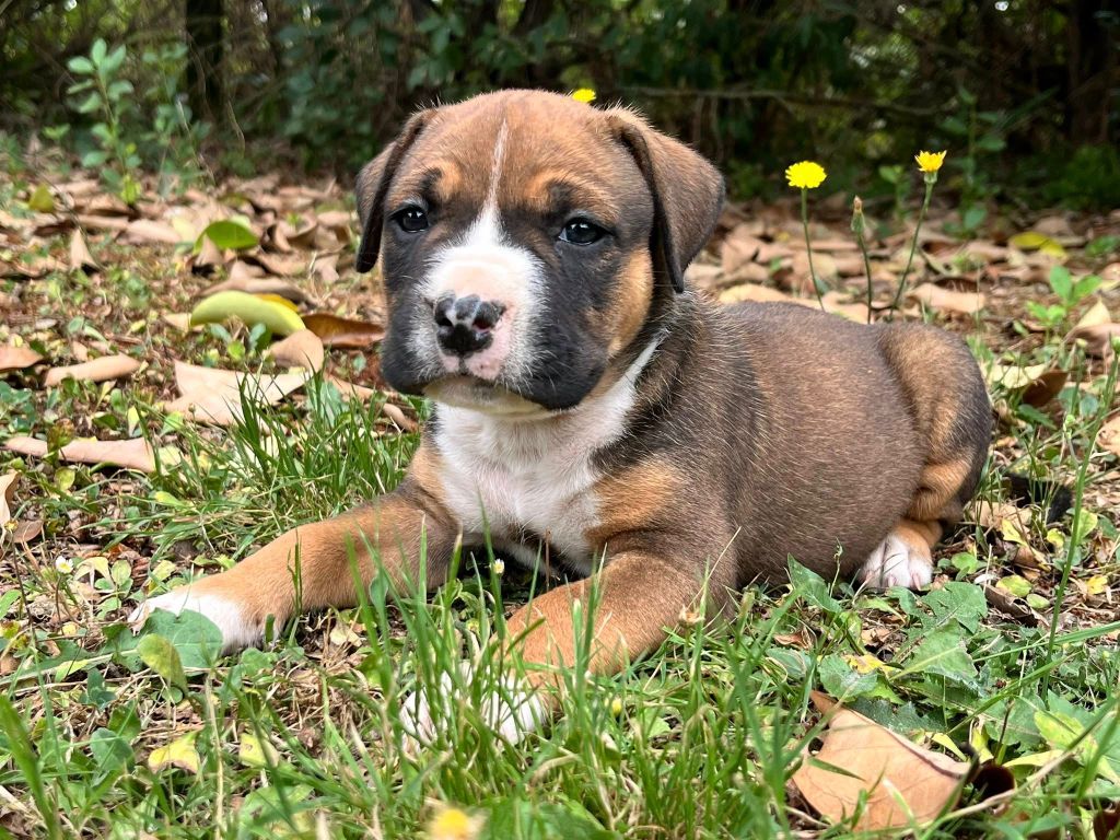 de la Taverne d'Ox - Chiots disponibles - American Staffordshire Terrier